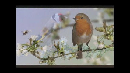 Птиците Мечтатели - Giovanni Marradi