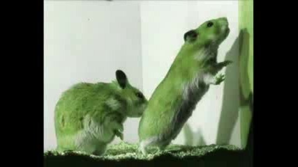 √√√ Hamster Dance √√√