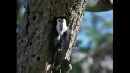 National Geographic - Lovebirds