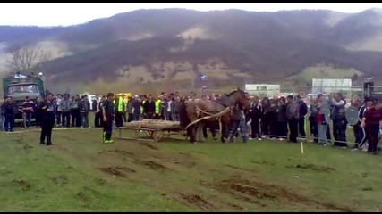 kon Top4o v Etropole