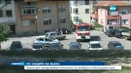 Вълчицата Лупи се връщала в клетката си да похапне