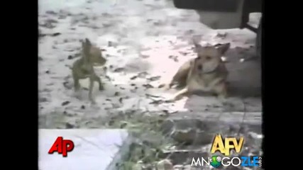 Най-смешните животни на Америка
