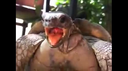 Костенурка получава оргазъм - много смях !