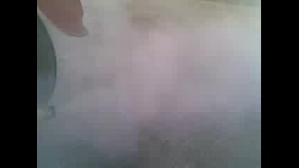 S.qsen Little hari