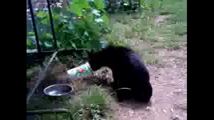 Коте яде кисело мляко