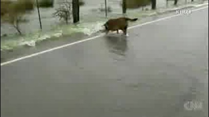 Kуче лови риби на пътя ! 