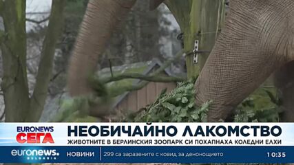 Животните в Берлинския зоопарк си похапнаха коледни елхи