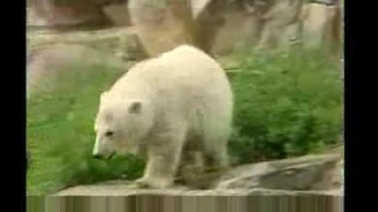 Жена паднала при полярни мечки !!! Зоопарк !!!