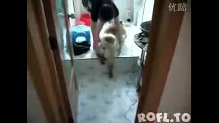 [смях] Куче не иска да се къпе