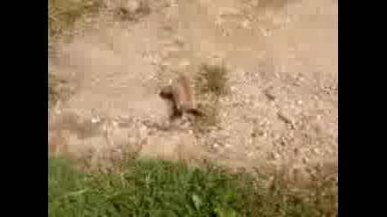 Dyingsquirrelpart2