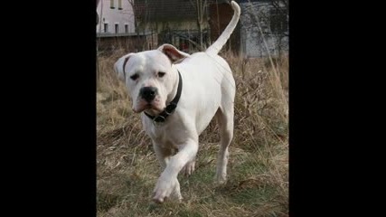 Dogo Argentino Just Great.