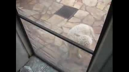 Crazy Dog