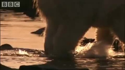 Polar Bear Versus Walrus Colony - Bbc Planet Earth 