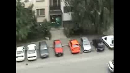 3 Кучета Vs 1 Котка - Картина От Столицата