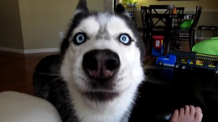 Mishka says Bye Bye - Dog Talking