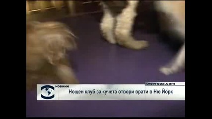 Нощен клуб за кучета отвори врати в Ню Йорк