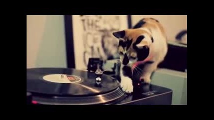Българска dj котка