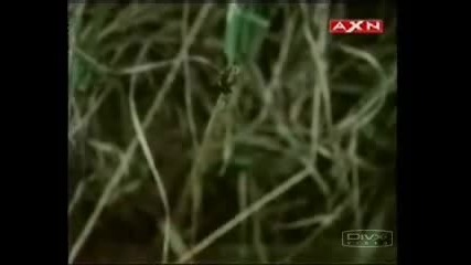 Риба 