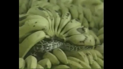 Скрита Камера