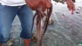 Как Да хванеш oктопод на брега