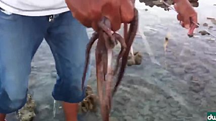 Как Да хванеш oктопод на брега