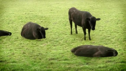 cows 