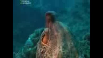 National Geographic - Octopus Volcano(документален филм)