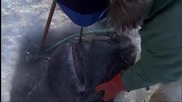 Рибари улавят 4 метрова Гренландска акула.