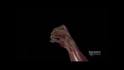 Човешкото Тяло - Усещане 4/4