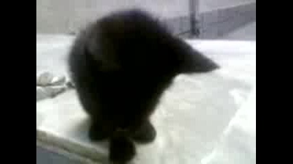 Черно Коте