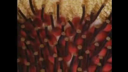 Уау - най - голямото цвете в света - Amorphophallus Titanum