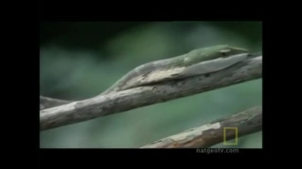 Two Headed Snake Attack