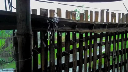 Bamboo Fence and the Rain Falling 