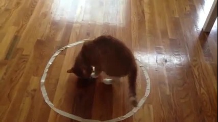 Cat circle experiment