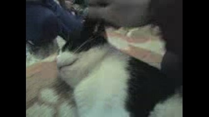 Спящата Красавица{котка}