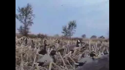 Лов на патици - goose Hunting... 