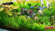My aquariums - 2021