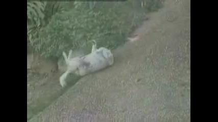Какво Прави Той?
