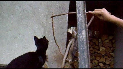 Сладко коте си играе 