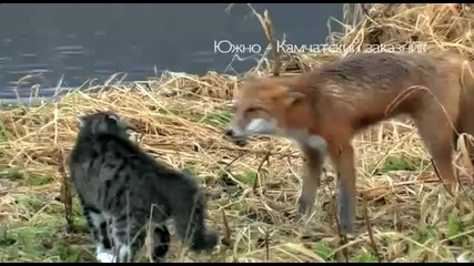 Коте играе с малко лисиче 