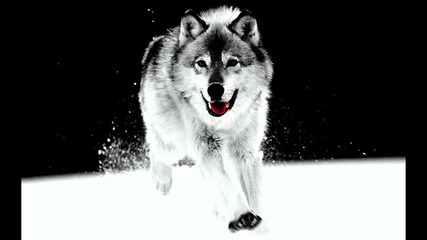 Metalstep - Gray Wolf