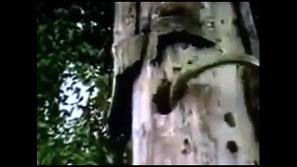 Змия срещу кълвач 