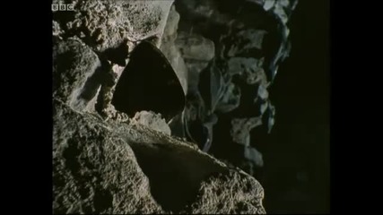 Winter hibernation - Winters Tale - Bbc 