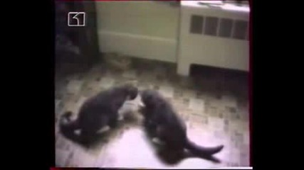 Dve Koteta Si Podelyat Hranata 