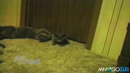 Коте минава под врата