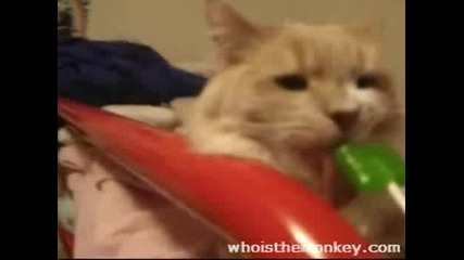 Котка Ближе Близалка