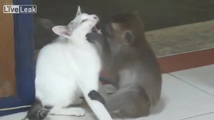Маймуна обича коте
