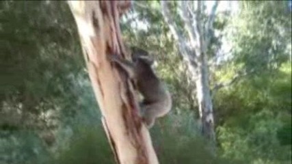 Необезпокоителната разходка на една коала 