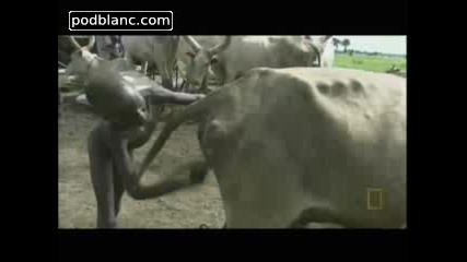 Негри стимулират животни да пускат мляко