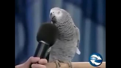 * * Папагал имитира звуковете на различни животни. 